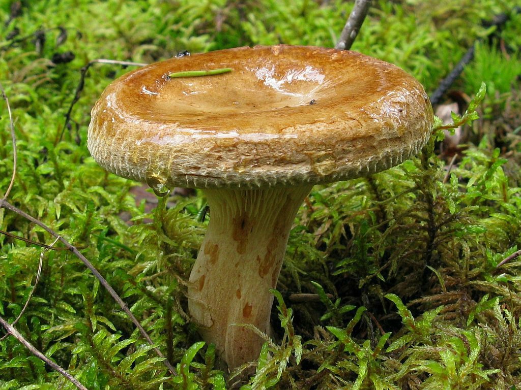 Представитель Семейства Paxillaceae